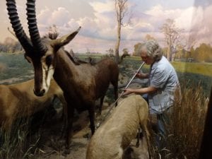 Vanderbilt Museum photo Artist Tom Doncourt working on Stoll Wing wild-animal diorama