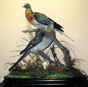 Nesting pair of Passenger Pigeons in the Vanderbilt Museum’s natural-history gallery