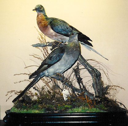 Vanderbilt Museum’s natural-history gallery