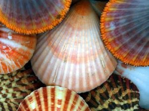seashells LR