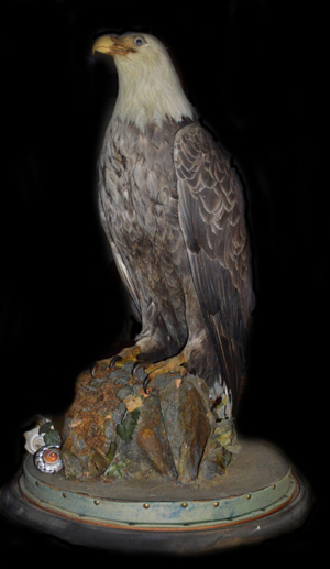 Heckscher Eagle at Vanderbilt Museum