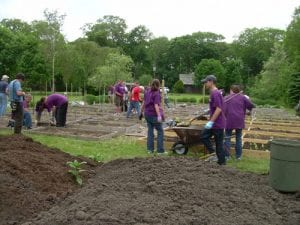 Goldman Sachs volunteers at work in the Vanderbilt’s organic vegetable garden Goldman Sachs volunteers at work in the Vanderbilt’s organic vegetable garden