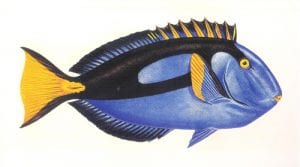 Camouflaged surgeon fish (Acanthurus hepatus) William E. Belanske, January 14, 1929, Philippine Islands Published in Mr. Vanderbilt’s book, Taking One’s Own Ship Around the World (1929)