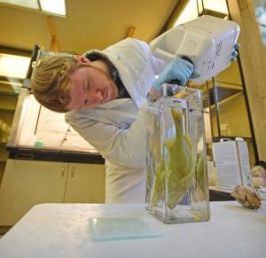 Brandon Williams replaces the preservative fluid for a "wet" marine specimen Newsday photo by Thomas A. Ferrara Brandon Williams replaces the preservative fluid for a "wet" marine specimen