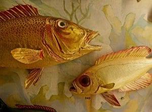 A gold-banded porgy and a long-tailed Priacanthus, caught near New Caledonia in the South Pacific in 1931 Newsday photo by Thomas A. Ferrara Vanderbilt marine specimens