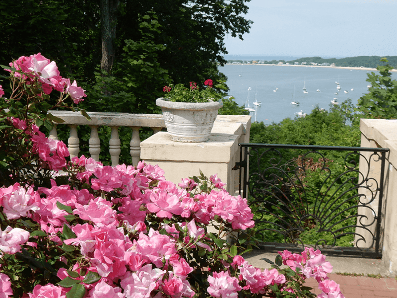 Flowers at the Vanderbilt