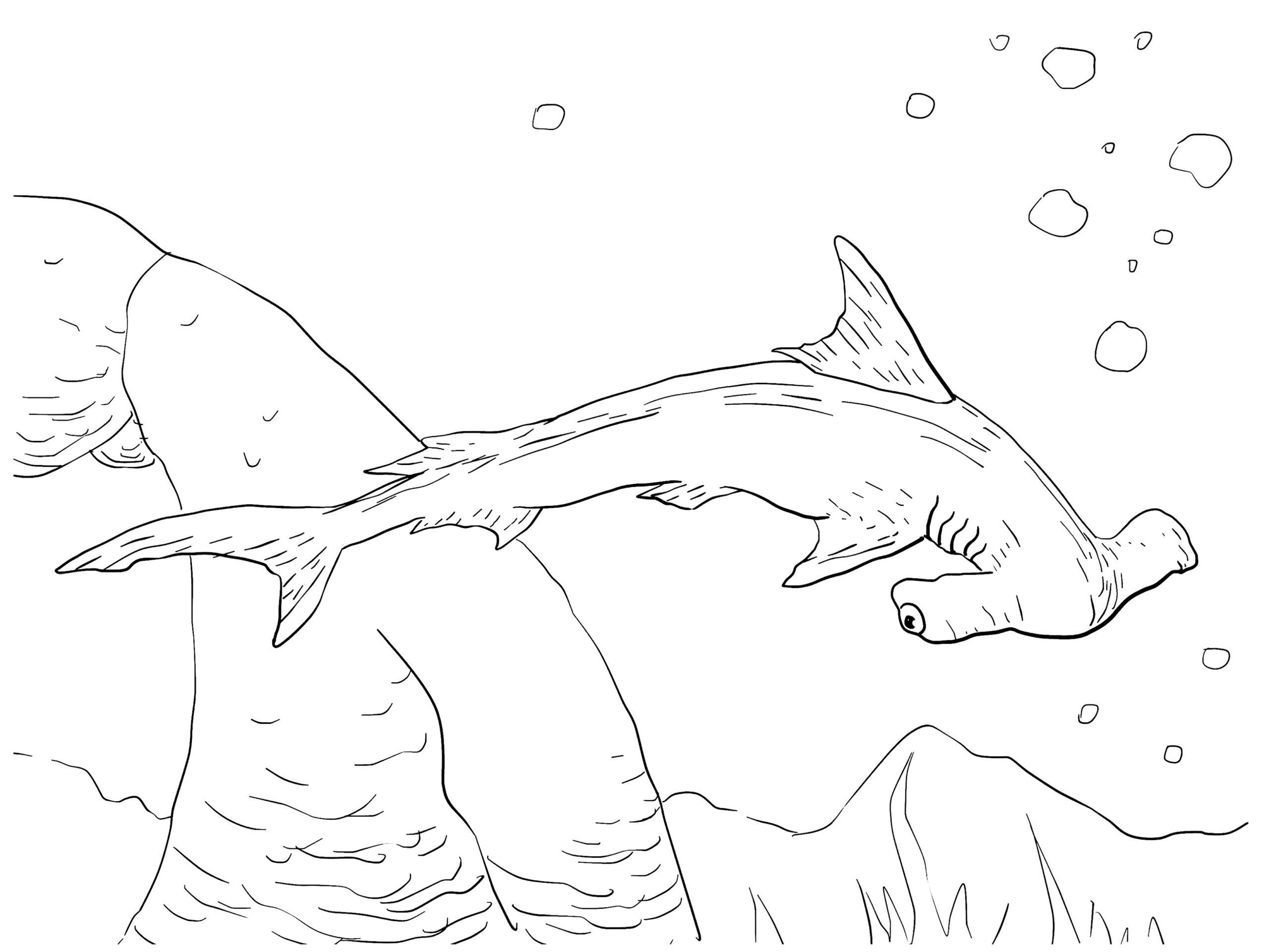 Top 20+ where do hammerhead sharks live 1 Exploring Ocean Life: Hammerhead Sharks