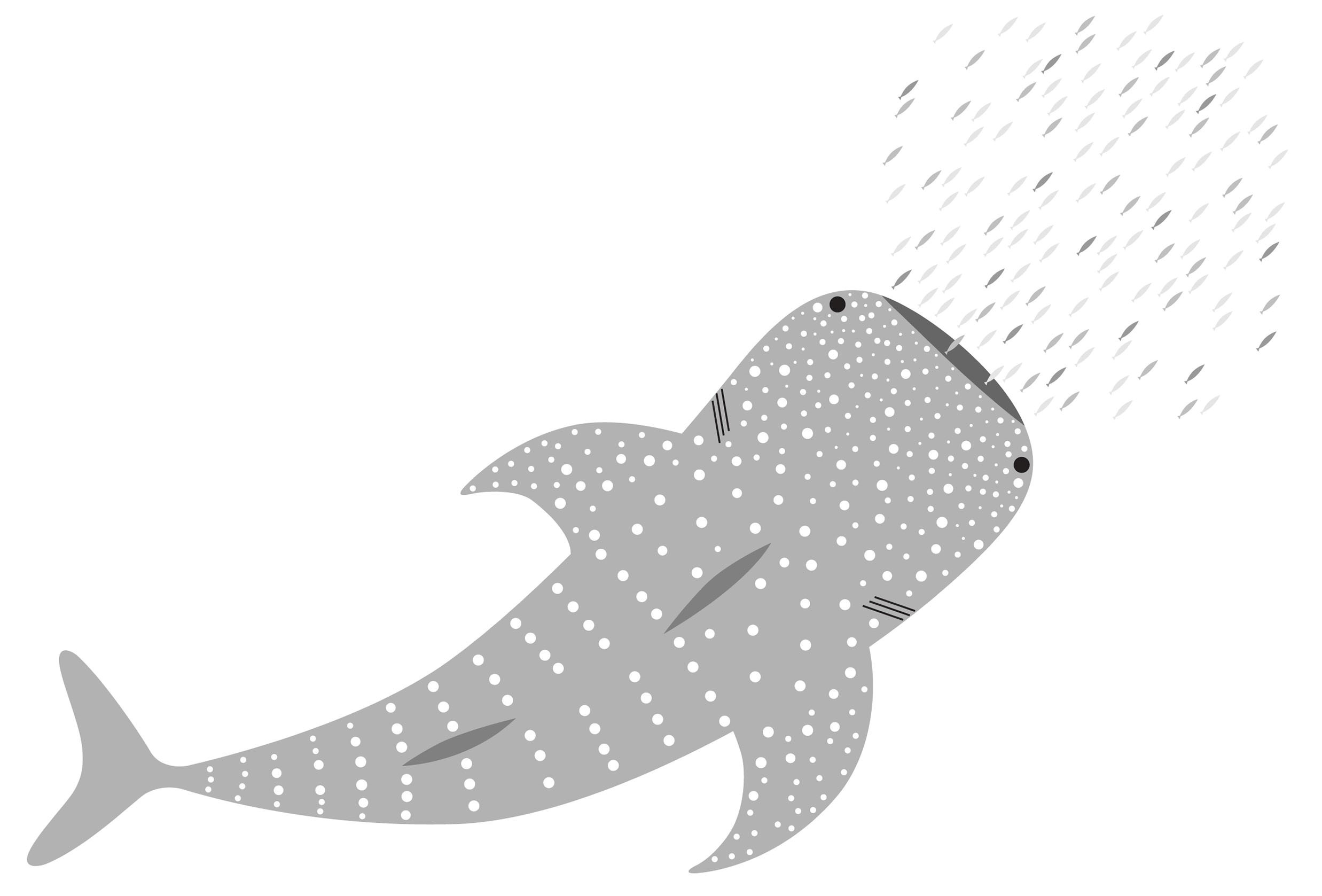 Whale shark orginal portrait Wildlife | Numonday