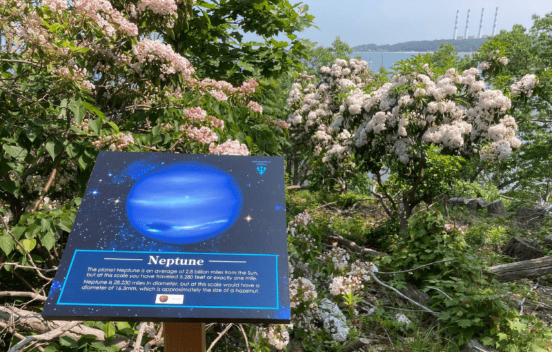 A sign depicting planet Neptune stands in front of a large bush covered in pink flowers.